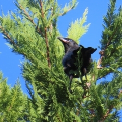 Corvus mellori (Little Raven) at Braidwood, NSW - 13 Oct 2023 by MatthewFrawley