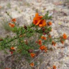 Pultenaea subspicata (Low Bush-pea) at Braidwood, NSW - 13 Oct 2023 by MatthewFrawley