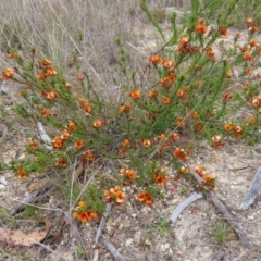 Pultenaea subspicata at Braidwood, NSW - 13 Oct 2023