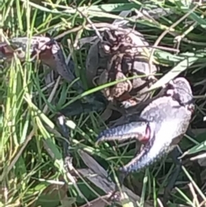 Cherax destructor at Watson, ACT - 14 Sep 2023