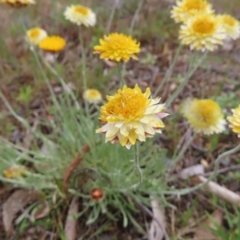 Leucochrysum albicans subsp. albicans (Hoary Sunray) at Braidwood, NSW - 13 Oct 2023 by MatthewFrawley