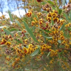 Daviesia mimosoides subsp. mimosoides at Braidwood, NSW - 13 Oct 2023 by MatthewFrawley