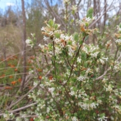 Brachyloma daphnoides (Daphne Heath) at Braidwood, NSW - 13 Oct 2023 by MatthewFrawley