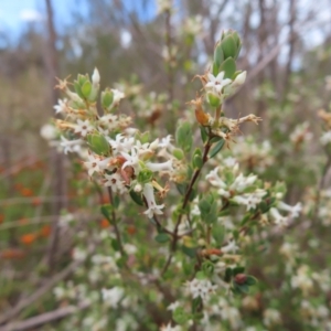 Brachyloma daphnoides at Braidwood, NSW - 13 Oct 2023