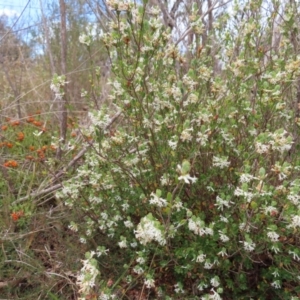 Brachyloma daphnoides at Braidwood, NSW - 13 Oct 2023