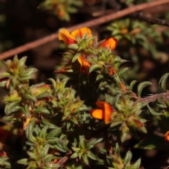 Pultenaea procumbens (Bush Pea) at Canberra Central, ACT - 13 Oct 2023 by ConBoekel