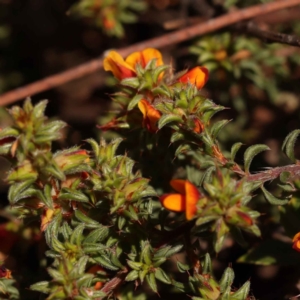 Pultenaea procumbens at Canberra Central, ACT - 13 Oct 2023 01:56 PM