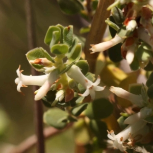 Brachyloma daphnoides at Canberra Central, ACT - 13 Oct 2023