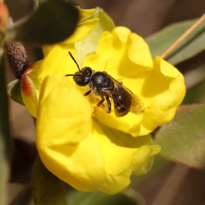Hibbertia obtusifolia (Grey Guinea-flower) at ANBG South Annex - 13 Oct 2023 by ConBoekel