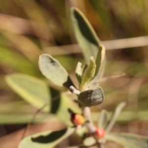 Hibbertia obtusifolia at Canberra Central, ACT - 13 Oct 2023 01:59 PM