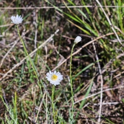 Rhodanthe anthemoides (Chamomile Sunray) at The Pinnacle - 12 Oct 2023 by sangio7