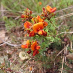 Pultenaea subspicata at Braidwood, NSW - 13 Oct 2023