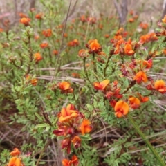 Pultenaea subspicata at Braidwood, NSW - 13 Oct 2023 02:29 PM