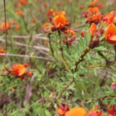 Pultenaea subspicata at Braidwood, NSW - 13 Oct 2023 02:29 PM