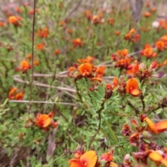 Pultenaea subspicata at Braidwood, NSW - 13 Oct 2023 02:29 PM