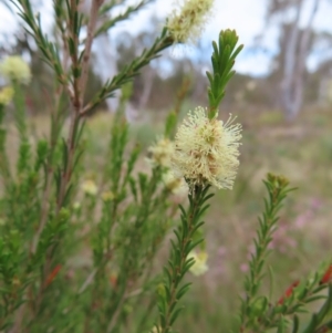 Melaleuca parvistaminea at Bombay, NSW - 13 Oct 2023