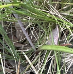 Thelymitra (genus) (sun orchids) at Aranda, ACT - 13 Oct 2023 by lbradley