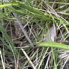 Thelymitra sp. (A Sun Orchid) at Aranda, ACT - 13 Oct 2023 by lbradley