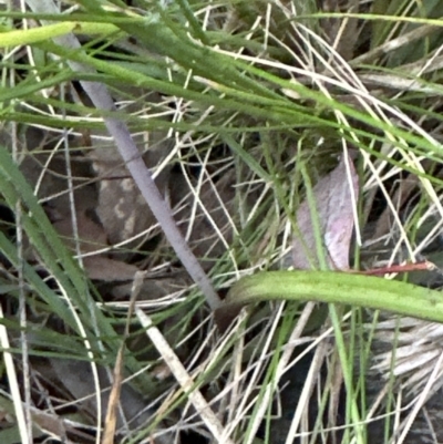 Thelymitra (genus) (sun orchids) at Aranda, ACT - 13 Oct 2023 by lbradley