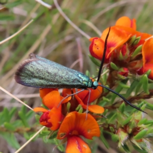 Pollanisus (genus) at Bombay, NSW - 13 Oct 2023