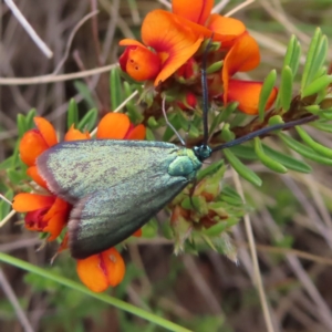 Pollanisus (genus) at Bombay, NSW - 13 Oct 2023