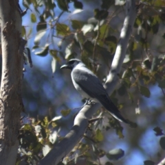 Coracina novaehollandiae (Black-faced Cuckooshrike) at Gundaroo, NSW - 13 Oct 2023 by Gunyijan