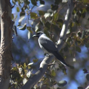 Coracina novaehollandiae at Gundaroo, NSW - 13 Oct 2023