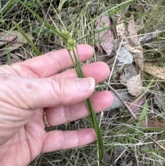 Carex inversa (Knob Sedge) at Aranda Bushland - 13 Oct 2023 by lbradley