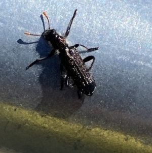 Eleale simplex at Molonglo Valley, ACT - 13 Oct 2023