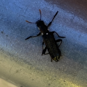 Eleale simplex at Molonglo Valley, ACT - 13 Oct 2023