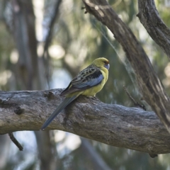 Platycercus elegans flaveolus (Yellow Rosella) at Darlington Point, NSW - 11 Sep 2023 by MichaelWenke