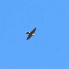 Artamus personatus (Masked Woodswallow) at Buangla, NSW - 11 Oct 2023 by BenW