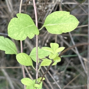 Lonicera japonica at Aranda, ACT - 13 Oct 2023