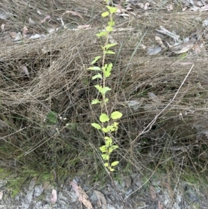 Lonicera japonica at Aranda, ACT - 13 Oct 2023 06:34 PM