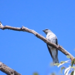 Coracina papuensis (White-bellied Cuckooshrike) at Buangla, NSW - 11 Oct 2023 by BenW