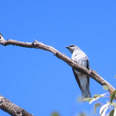 Coracina papuensis (White-bellied Cuckooshrike) at Buangla, NSW - 11 Oct 2023 by BenW