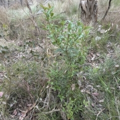 Ligustrum lucidum (Large-leaved Privet) at Aranda Bushland - 13 Oct 2023 by lbradley