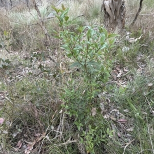 Ligustrum lucidum at Aranda, ACT - 13 Oct 2023 06:38 PM