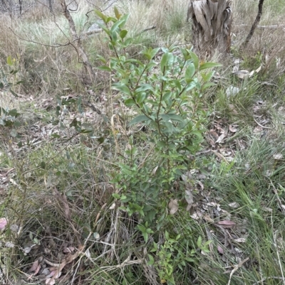 Ligustrum lucidum (Large-leaved Privet) at Aranda Bushland - 13 Oct 2023 by lbradley