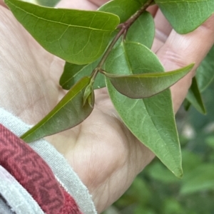 Ligustrum lucidum at Aranda, ACT - 13 Oct 2023 06:38 PM