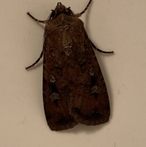 Agrotis infusa at Jerrabomberra, NSW - 11 Oct 2023