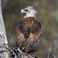Aquila audax (Wedge-tailed Eagle) at Majura, ACT - 9 Oct 2023 by jb2602