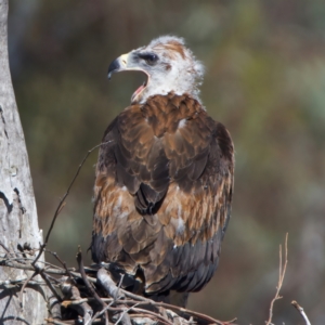 Aquila audax at Majura, ACT - 9 Oct 2023