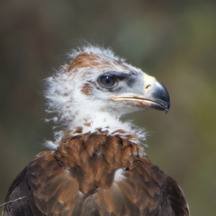 Aquila audax at Majura, ACT - 9 Oct 2023