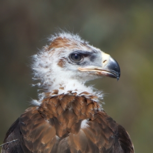 Aquila audax at Majura, ACT - 9 Oct 2023