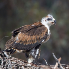 Aquila audax at Majura, ACT - 9 Oct 2023