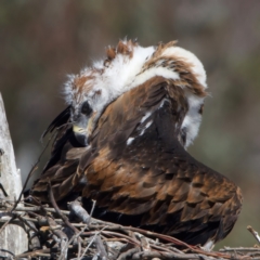 Aquila audax at Majura, ACT - 9 Oct 2023