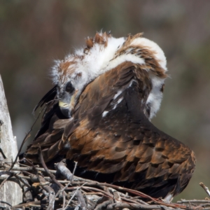 Aquila audax at Majura, ACT - 9 Oct 2023