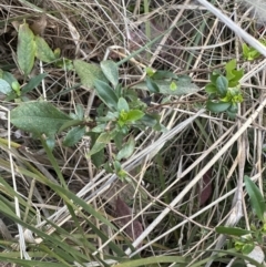 Billardiera heterophylla (Western Australian Bluebell Creeper) at Aranda Bushland - 13 Oct 2023 by lbradley