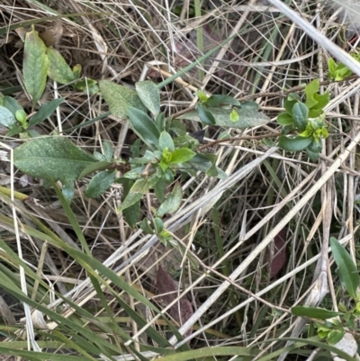 Billardiera heterophylla (Western Australian Bluebell Creeper) at Aranda, ACT - 13 Oct 2023 by lbradley